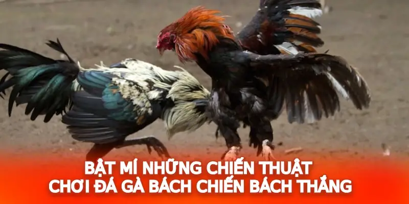 Bật mí những chiến thuật chơi đá gà bách chiến bách thắng