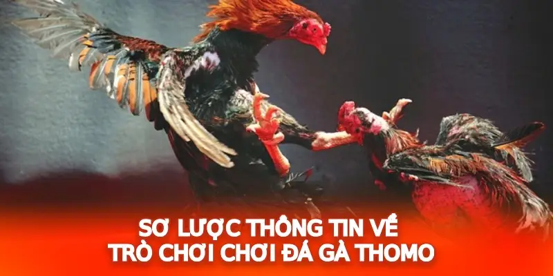 Sơ lược thông tin về hình thức đá gà Thomo